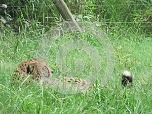 Cheetah lying hidden in long green grass with his head tummy and end of tail visible