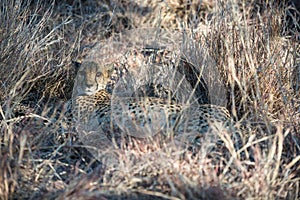 A cheetah is lying and hiding in dry winter savanna grass