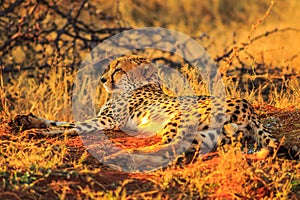 Cheetah lying red desert