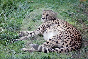 Cheetah lying and resting on green grass