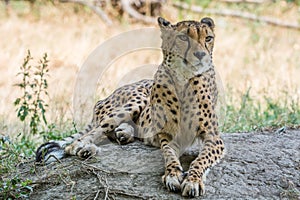 Cheetah lying in the shade