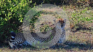 Cheetah lying in the shade of a bush.