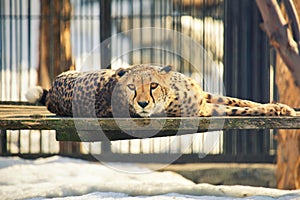 Cheetah lying in zoo cage