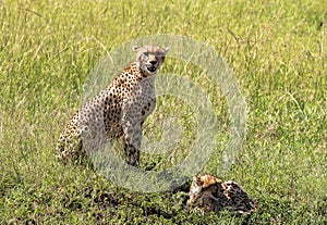 Cheetah in Maasai Mara, Kenya