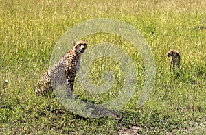 Cheetah in Maasai Mara, Kenya