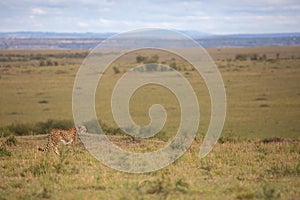 Cheetah in Maasai Mara National Park, Kenya