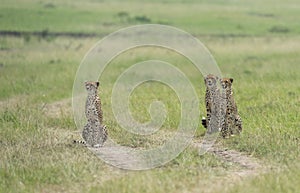 Cheetah Malaika and her two young in search of a prey seen at Masai Mara, Kenya