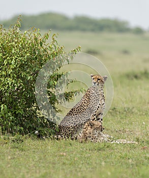 Cheetah Malaika and her  young cub sitting near a small bush seen at Masai Mara, Kenya,