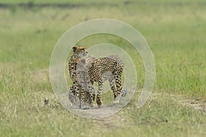 Cheetah Malaika and her young in search of a prey seen at Masai Mara, Kenya,