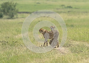 Cheetah Malaika and her young in search of a prey seen at Masai Mara, Kenya,