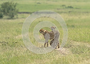 Cheetah Malaika and her young in search of a prey seen at Masai Mara, Kenya