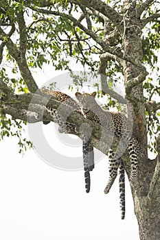 Cheetah Malaika and her young in search of a prey seen at Masai Mara, Kenya,