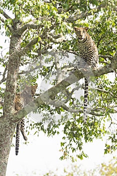 Cheetah Malaika and her young in search of a prey seen at Masai Mara, Kenya,