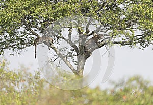 Cheetah Malaika and her young in search of a prey seen at Masai Mara, Kenya,