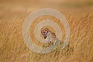 Cheetah male deep in the grass, Masai Mara