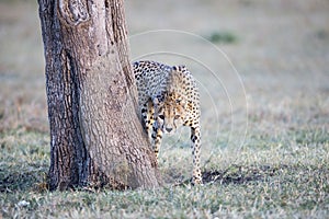 Cheetah Marking its teritory