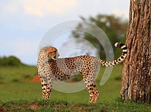 Cheetah Marking its Territory