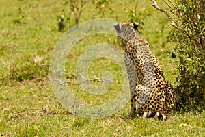 A cheetah at Masai Mara