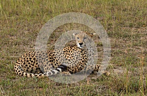 Cheetah in Masai Mara