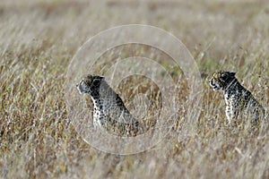 Cheetah in the Masai Mara Kenya