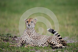 Cheetah in Masai Mara Kenya