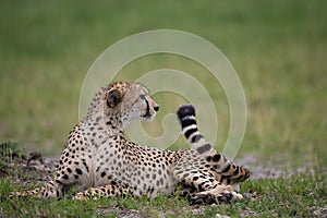 Cheetah in Masai Mara Kenya