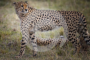 Cheetah in Masai Mara ,Kenya.