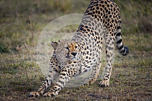 Cheetah in Masai Mara ,Kenya.