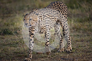 Cheetah in Masai Mara ,Kenya.