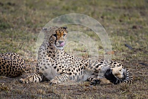 Cheetah in Masai Mara ,Kenya.