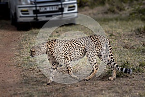 Cheetah in Masai Mara ,Kenya.