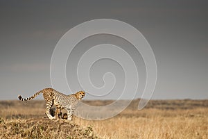 Cheetah in the Masai Mara, Kenya photo