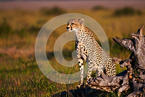 Cheetah in Masai Mara in Kenya photo
