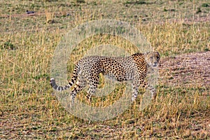 Cheetah in the Masai Mara National Park, Kenya