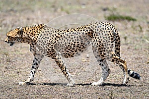 Cheetah