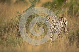 Cheetah in the mid of tall grasses od savannah, Masai Mara
