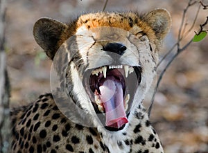 Cheetah in Mid Yawn