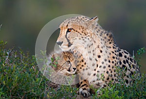 Cheetah mom and child cuddling