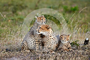 Cheetah mother Acinonyx jubatus and her cubs