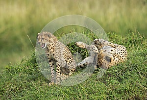 Cheetah Mother and Baby, masaimara,