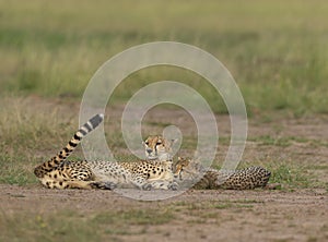 Cheetah Mother and baby sleeping on ground at Masai Mara, Kenya