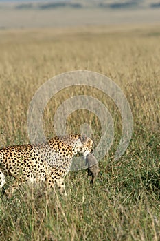 Cheetah mother carrying cub