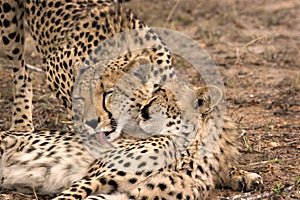 Cheetah mother and cub