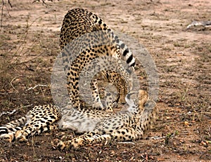 Cheetah mother and cub