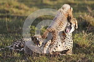 Cheetah mother and cub