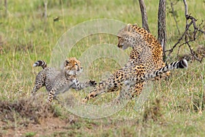 Cheetah Mother & Cub Fighting, Masai Mara, Kenya