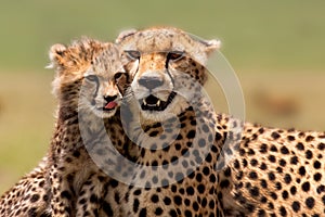 Cheetah Mother with cub, Masai Mara