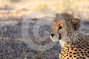 Cheetah mother with a cub resting kalahari desert