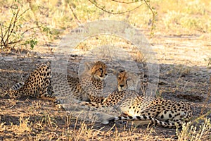 Cheetah mother with a cub resting kalahari desert