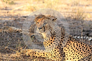 Cheetah mother with a cub resting kalahari desert